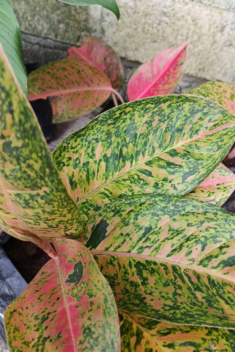 Kinesisk vintergrön (Aglaonema):Skötselguide och odlingstips 