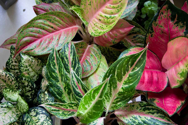 Kinesisk vintergrön (Aglaonema):Skötselguide och odlingstips 