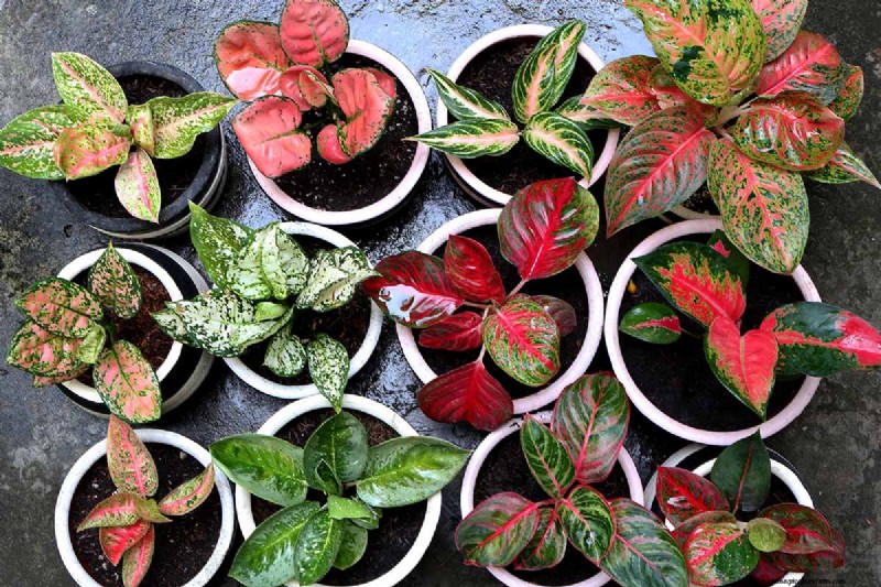 Kinesisk vintergrön (Aglaonema):Skötselguide och odlingstips 