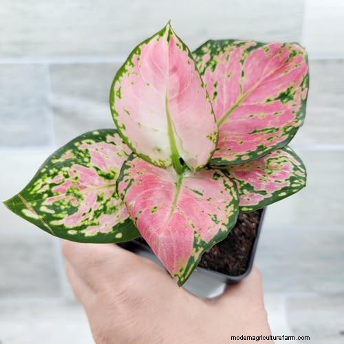 Kinesisk vintergrön (Aglaonema):Skötselguide och odlingstips 