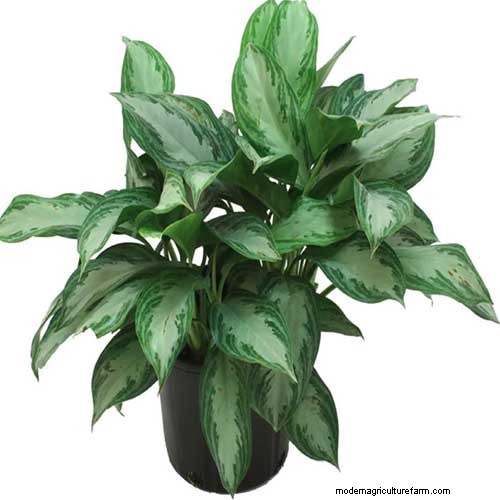 Kinesisk vintergrön (Aglaonema):Skötselguide och odlingstips 