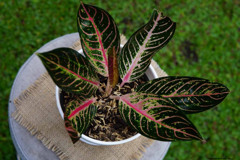 Kinesisk vintergrön (Aglaonema):Skötselguide och odlingstips 