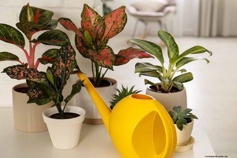 Kinesisk vintergrön (Aglaonema):Skötselguide och odlingstips 