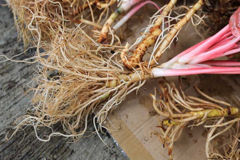 Kinesisk vintergrön (Aglaonema):Skötselguide och odlingstips 