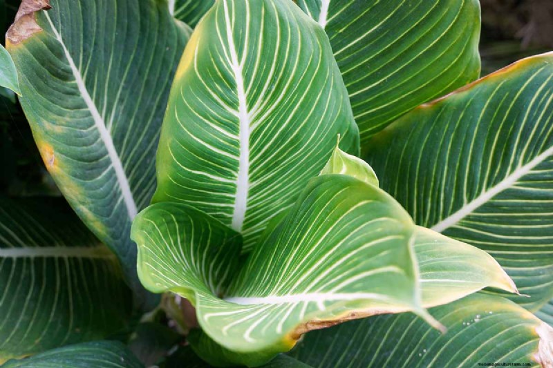 Kinesisk vintergrön (Aglaonema):Skötselguide och odlingstips 