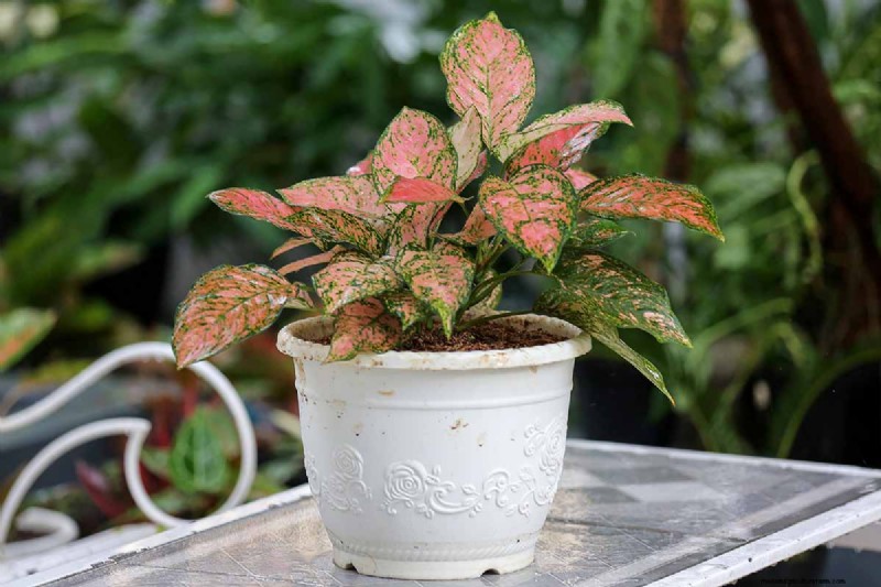 Kinesisk vintergrön (Aglaonema):Skötselguide och odlingstips 