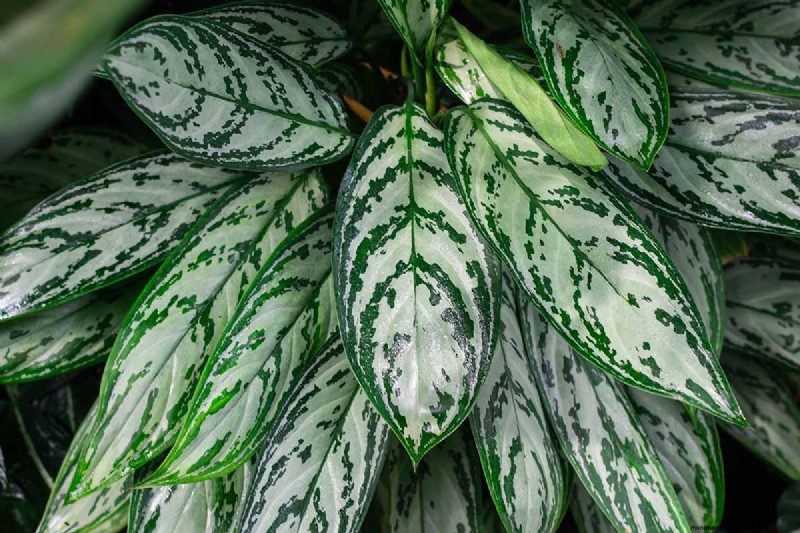Kinesisk vintergrön (Aglaonema):Skötselguide och odlingstips 