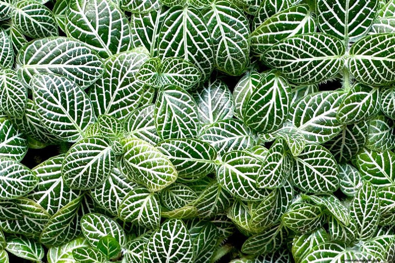 Nervväxtvård:Att odla och styla Fittonia inomhus 