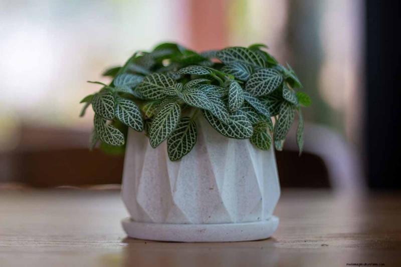 Nervväxtvård:Att odla och styla Fittonia inomhus 