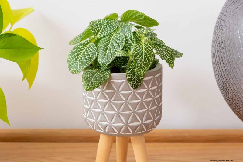 Nervväxtvård:Att odla och styla Fittonia inomhus 