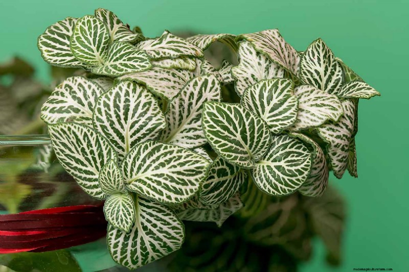 Nervväxtvård:Att odla och styla Fittonia inomhus 
