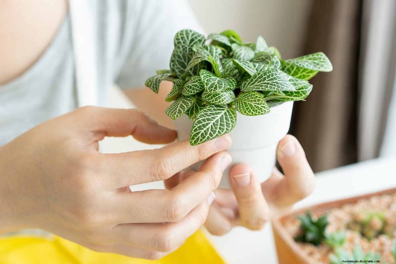 Nervväxtvård:Att odla och styla Fittonia inomhus 