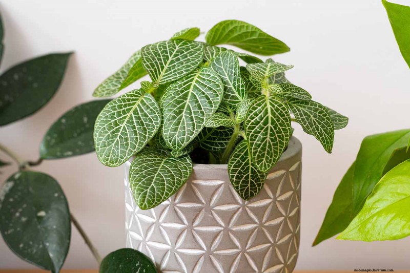 Nervväxtvård:Att odla och styla Fittonia inomhus 