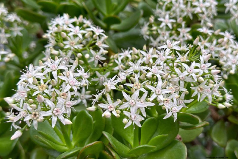 Varför blommar inte min jadeväxt? 7 skäl och lösningar 