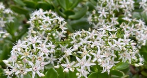 ¿Por qué no florece mi planta de jade? 7 razones y soluciones 