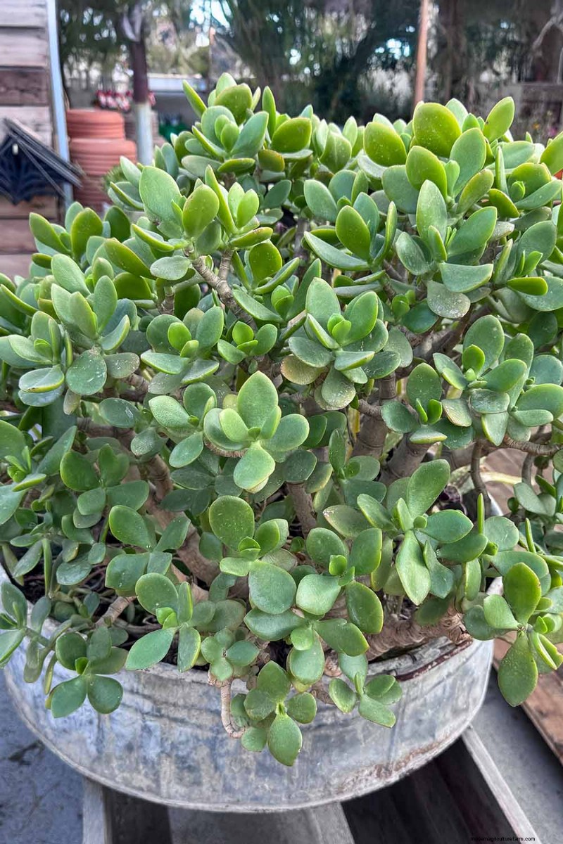 Varför blommar inte min jadeväxt? 7 skäl och lösningar 