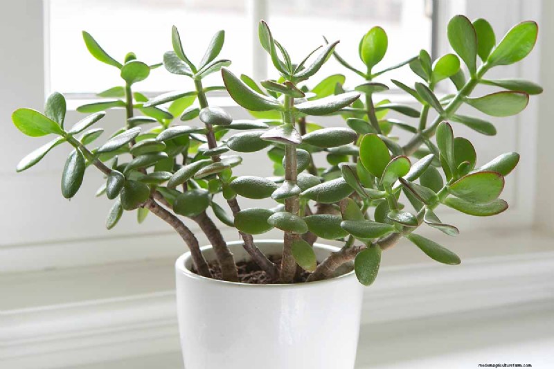 Varför blommar inte min jadeväxt? 7 skäl och lösningar 
