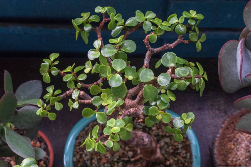 Varför blommar inte min jadeväxt? 7 skäl och lösningar 
