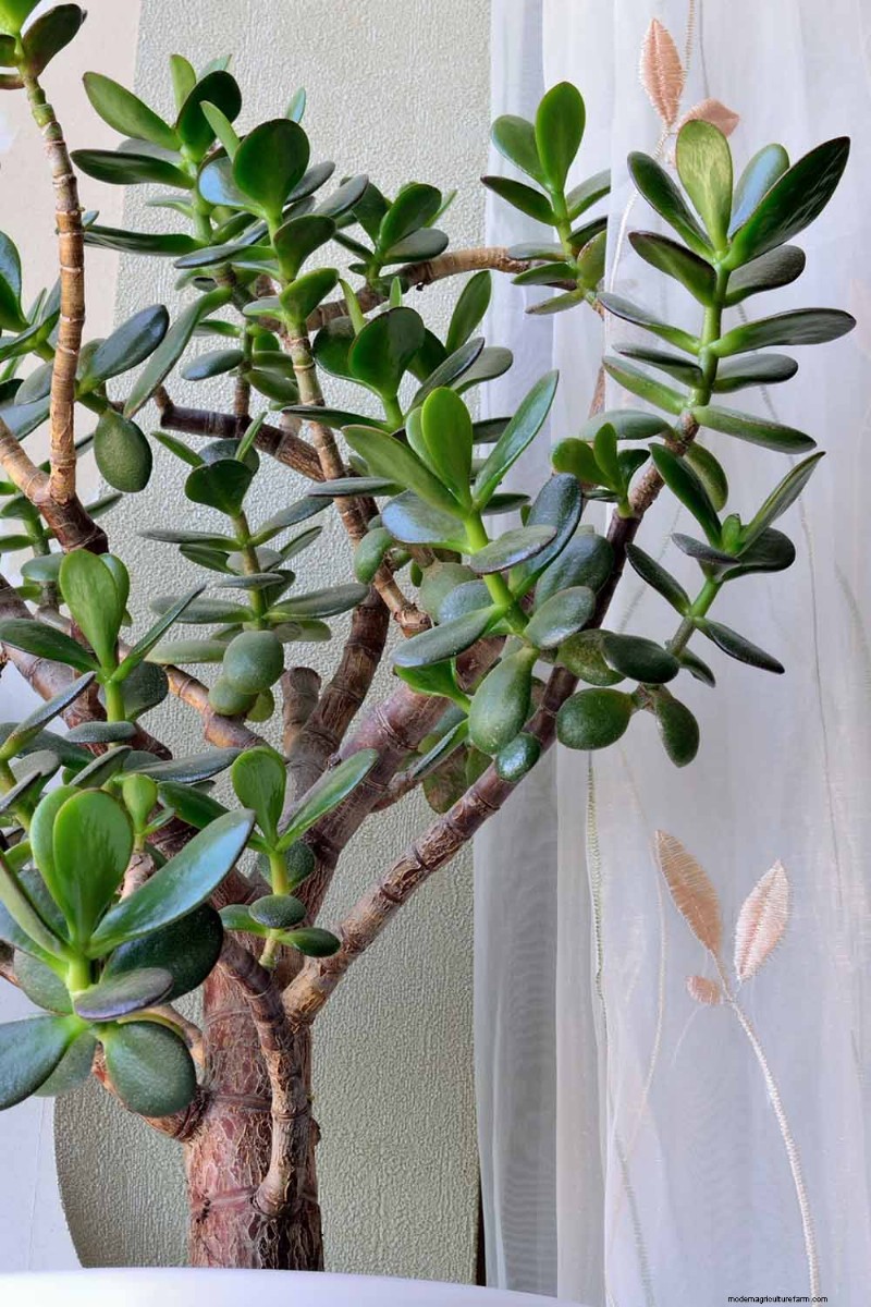 Varför blommar inte min jadeväxt? 7 skäl och lösningar 