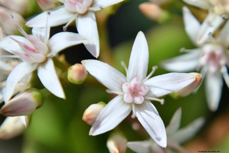Varför blommar inte min jadeväxt? 7 skäl och lösningar 