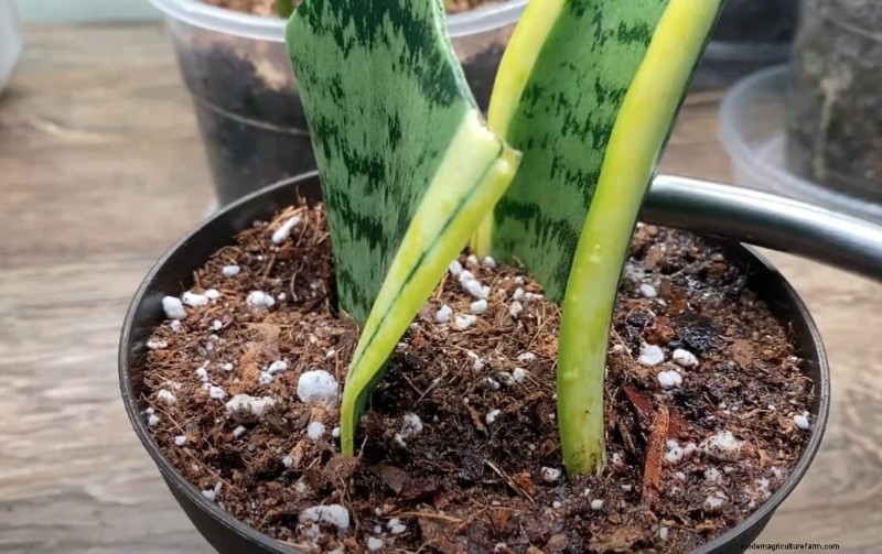 O guia definitivo para cuidar de plantas domésticas:horários de rega e as 20 principais plantas 