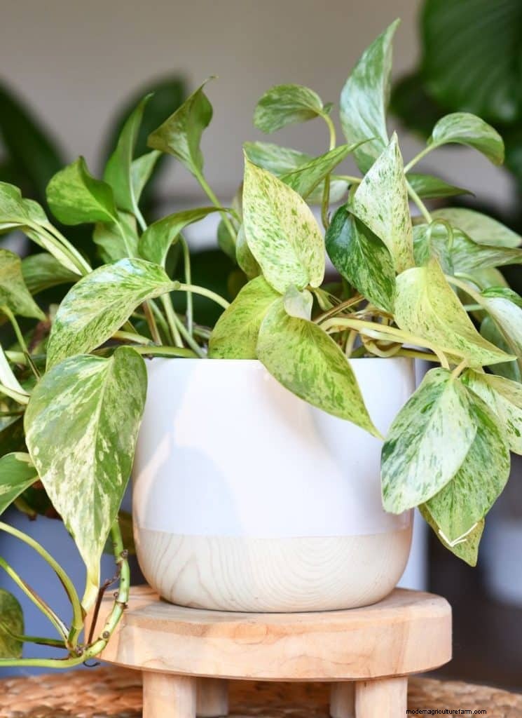 O guia definitivo para cuidar de plantas domésticas:horários de rega e as 20 principais plantas 