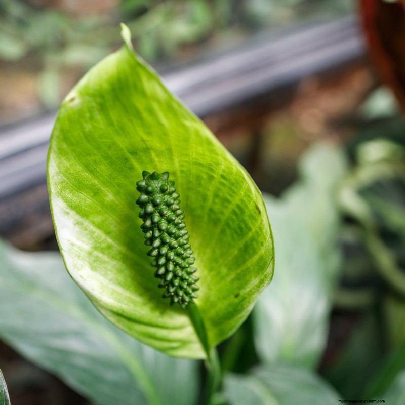 O guia definitivo para cuidar de plantas domésticas:horários de rega e as 20 principais plantas 
