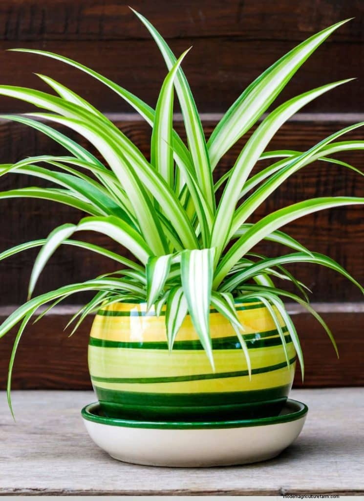 O guia definitivo para cuidar de plantas domésticas:horários de rega e as 20 principais plantas 
