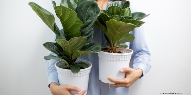 O guia definitivo para cuidar de plantas domésticas:horários de rega e as 20 principais plantas 