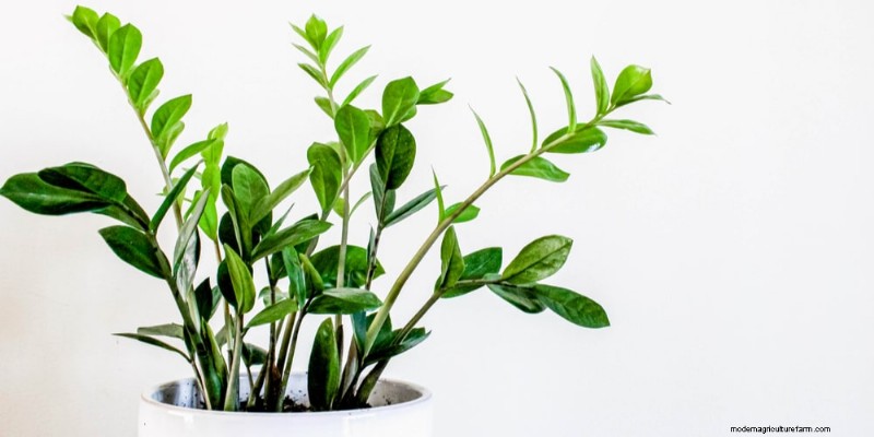 O guia definitivo para cuidar de plantas domésticas:horários de rega e as 20 principais plantas 