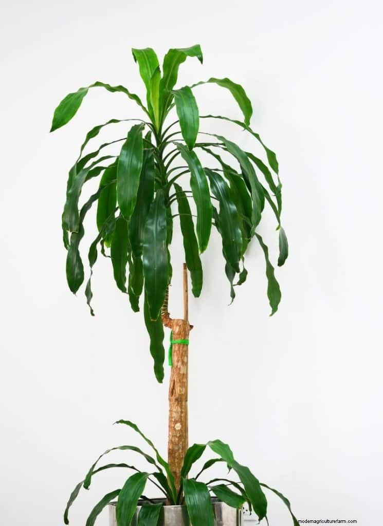 O guia definitivo para cuidar de plantas domésticas:horários de rega e as 20 principais plantas 