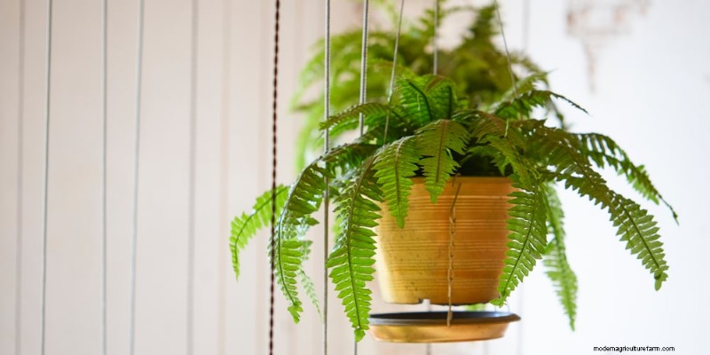 O guia definitivo para cuidar de plantas domésticas:horários de rega e as 20 principais plantas 