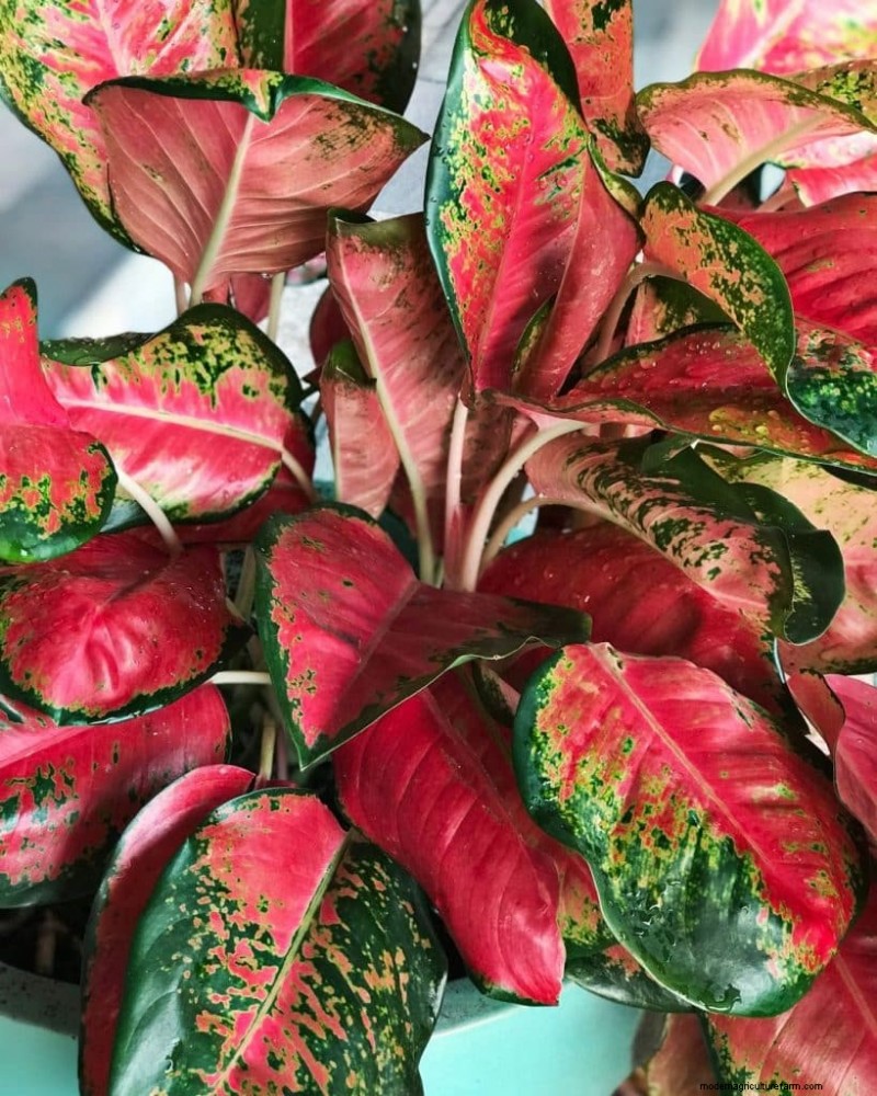 O guia definitivo para cuidar de plantas domésticas:horários de rega e as 20 principais plantas 