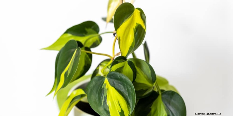 O guia definitivo para cuidar de plantas domésticas:horários de rega e as 20 principais plantas 