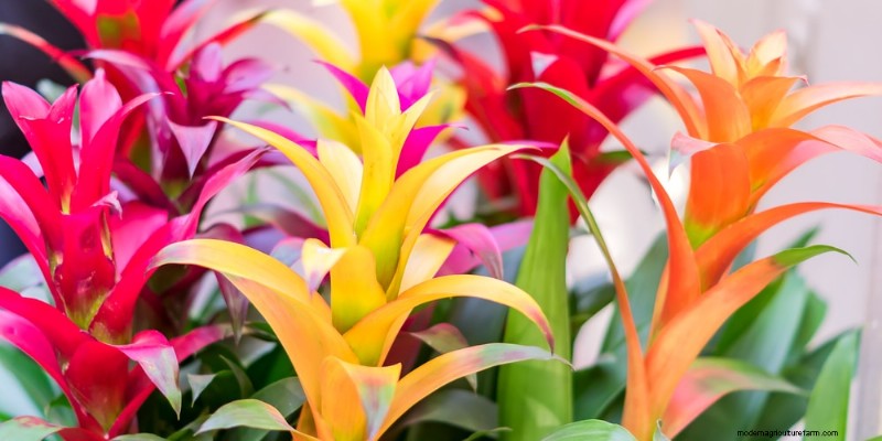 O guia definitivo para cuidar de plantas domésticas:horários de rega e as 20 principais plantas 