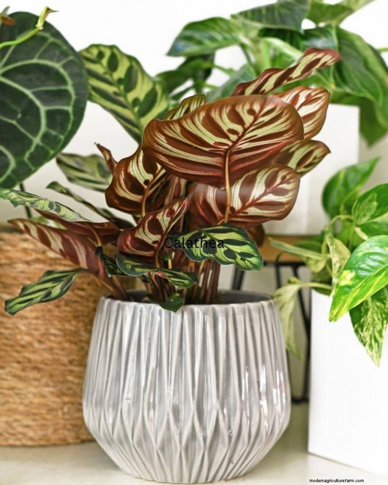 O guia definitivo para cuidar de plantas domésticas:horários de rega e as 20 principais plantas 