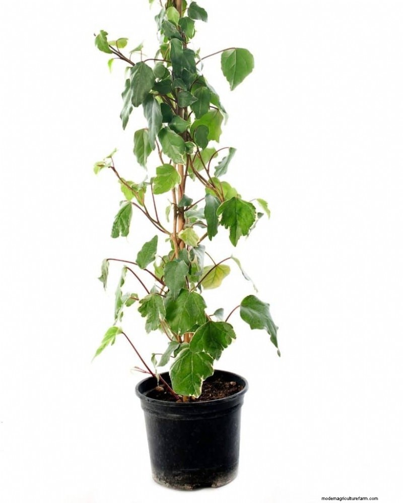 O guia definitivo para cuidar de plantas domésticas:horários de rega e as 20 principais plantas 