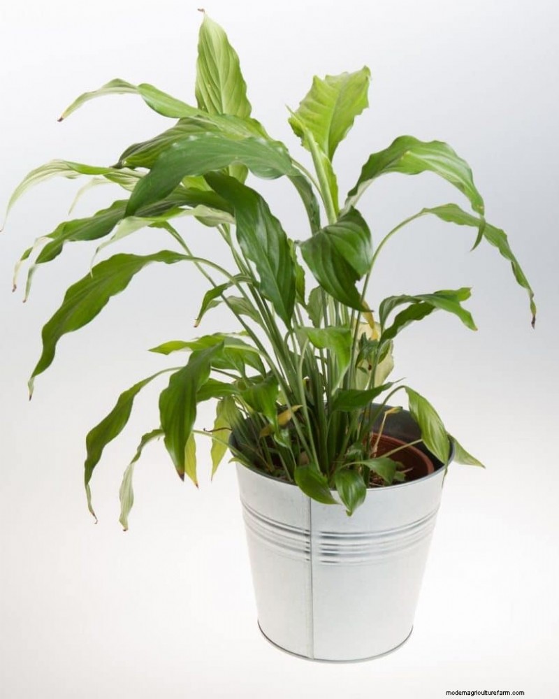 O guia definitivo para cuidar de plantas domésticas:horários de rega e as 20 principais plantas 