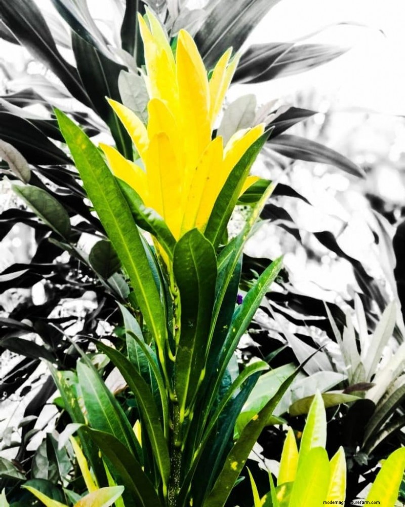 O guia definitivo para cuidar de plantas domésticas:horários de rega e as 20 principais plantas 
