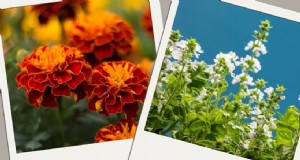 Mückenabweisende Pflanzen:Schaffen Sie einen natürlich schädlingsfreien Garten 