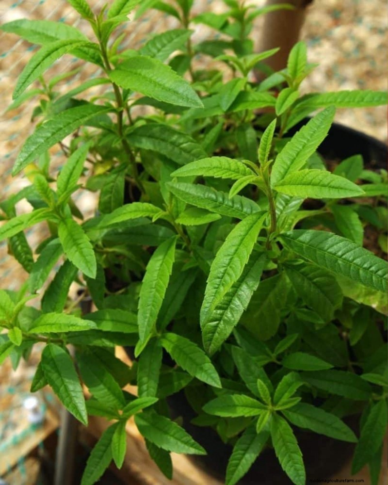 Mückenabweisende Pflanzen:Schaffen Sie einen natürlich schädlingsfreien Garten 