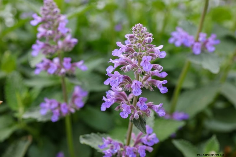 Mückenabweisende Pflanzen:Schaffen Sie einen natürlich schädlingsfreien Garten 