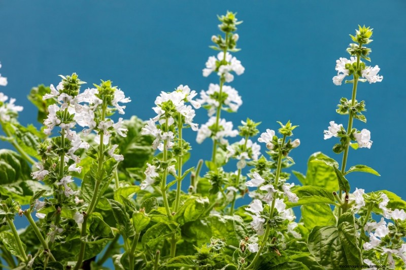 Mückenabweisende Pflanzen:Schaffen Sie einen natürlich schädlingsfreien Garten 