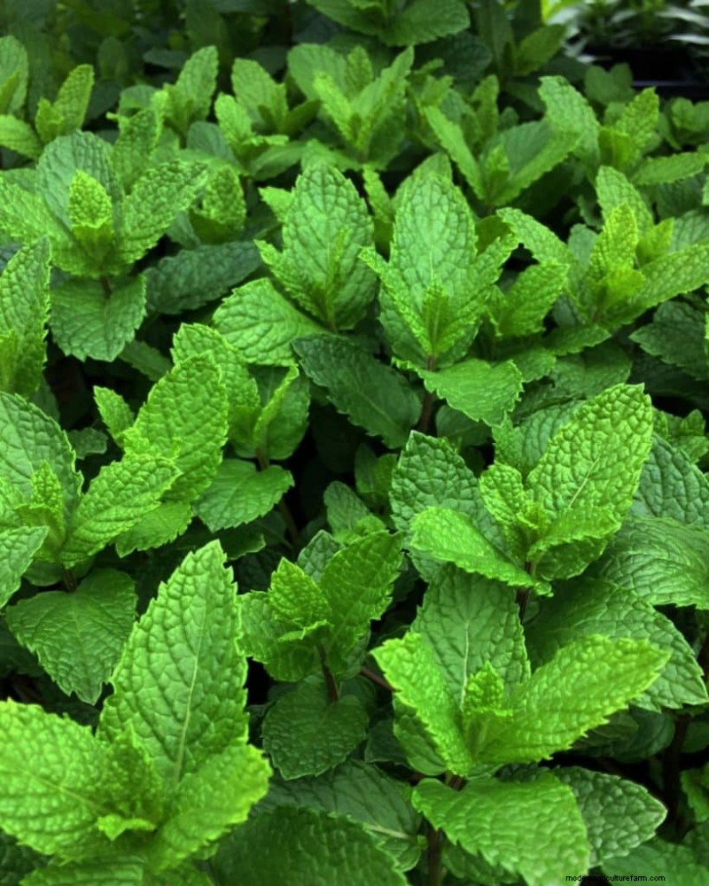 Mückenabweisende Pflanzen:Schaffen Sie einen natürlich schädlingsfreien Garten 