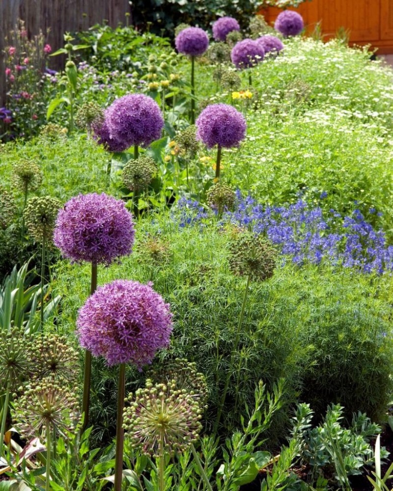 Mückenabweisende Pflanzen:Schaffen Sie einen natürlich schädlingsfreien Garten 