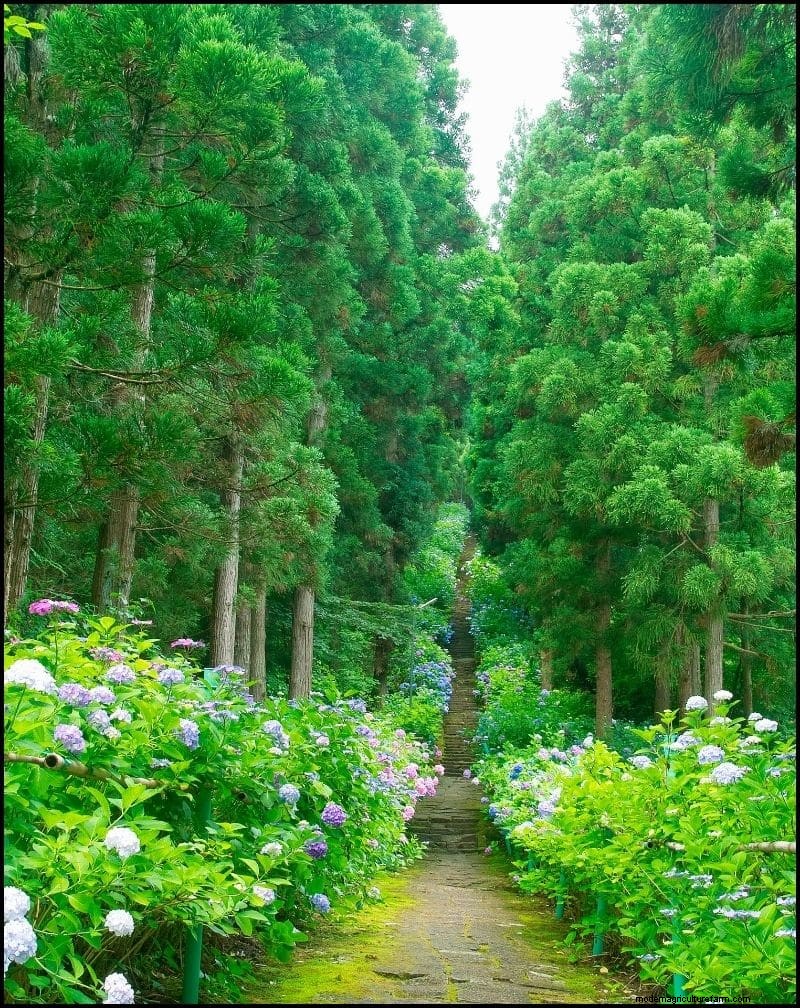 Las mejores plantas tolerantes a la sombra para debajo de los árboles | [Año] 