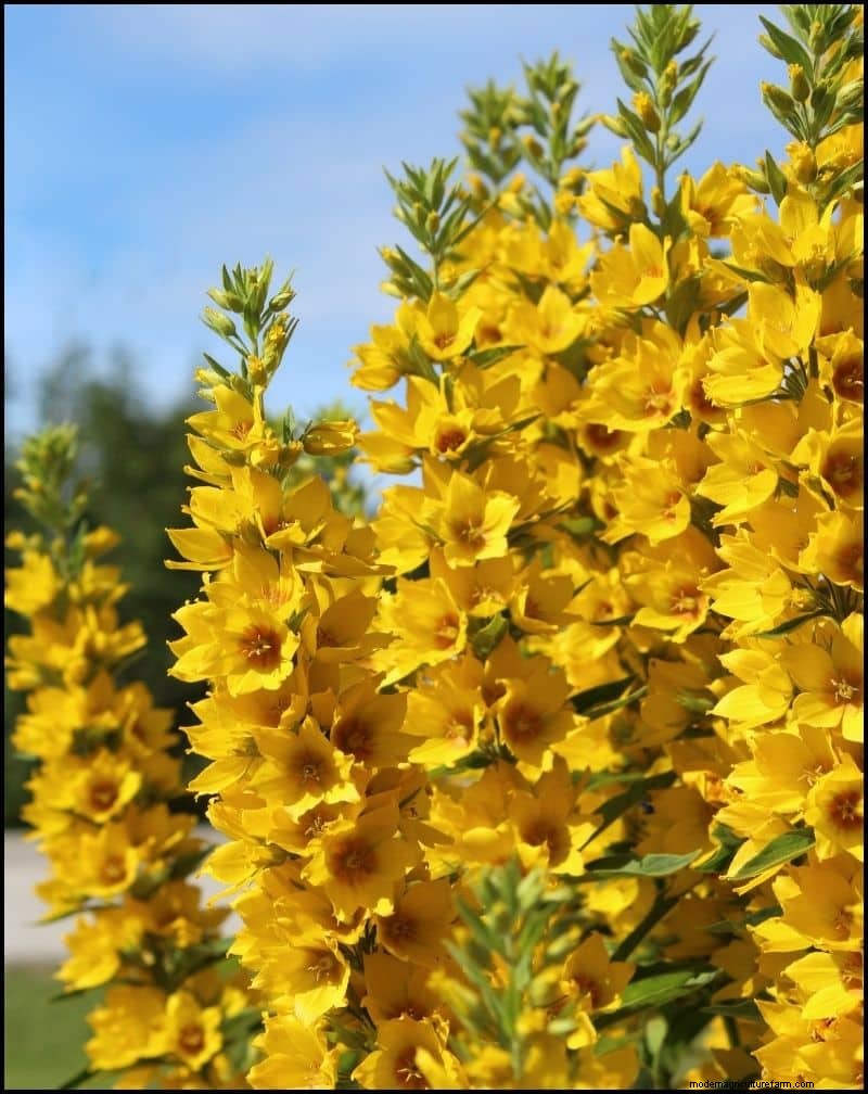 Las mejores plantas tolerantes a la sombra para debajo de los árboles | [Año] 