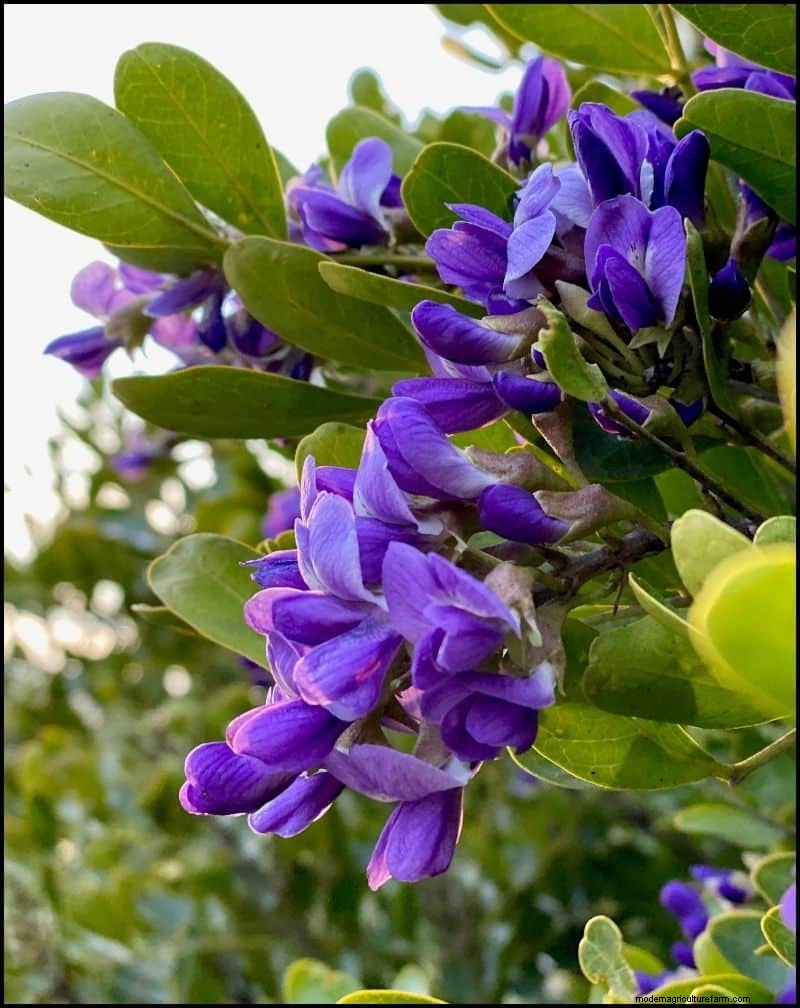 Las mejores plantas tolerantes a la sombra para debajo de los árboles | [Año] 