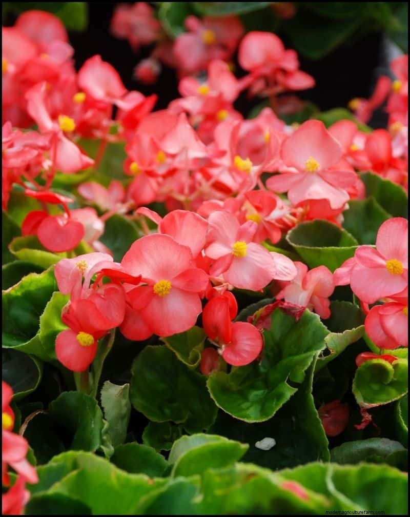 Las mejores plantas tolerantes a la sombra para debajo de los árboles | [Año] 