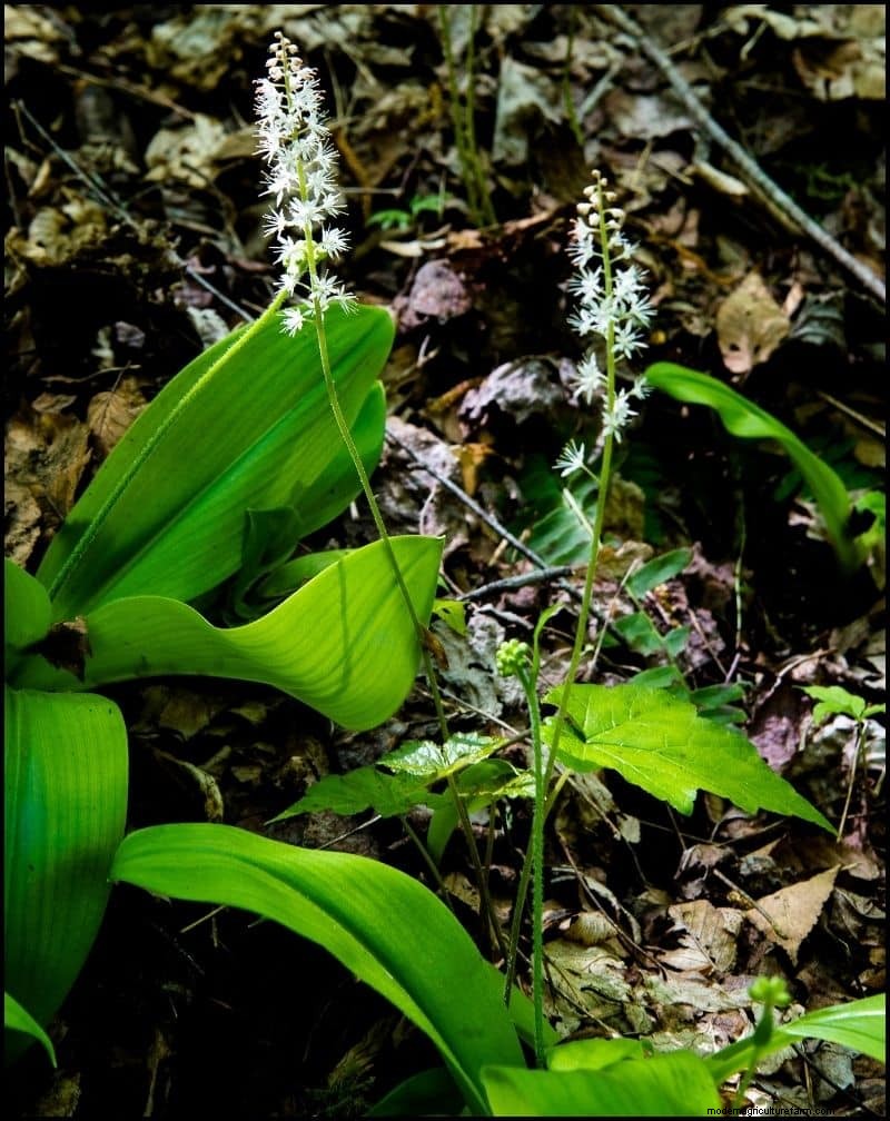 Las mejores plantas tolerantes a la sombra para debajo de los árboles | [Año] 